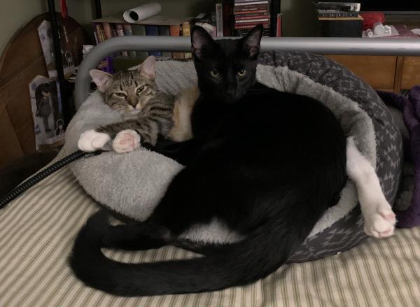 /Images/uploads/Cat Welfare Association/CatWelfare/entries/33896thumb.jpg